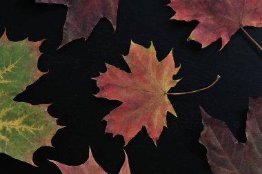 autumn maple leaf background - colorful maple leaves on a black background