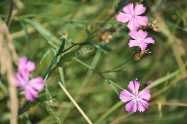 summer blooming meadow-vegetation of the central part of Russia