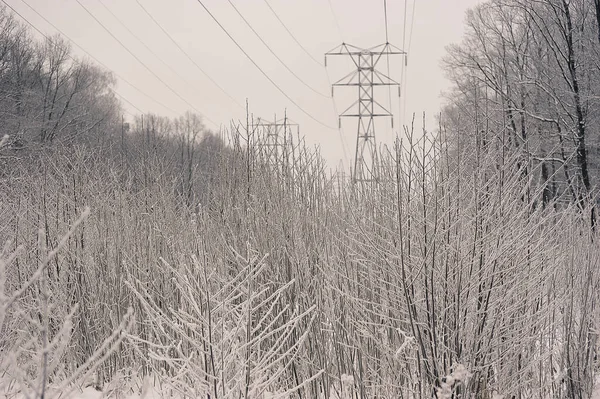 Snow Covered Trees Power Line Nearby Snow Frost — Fotografia de Stock