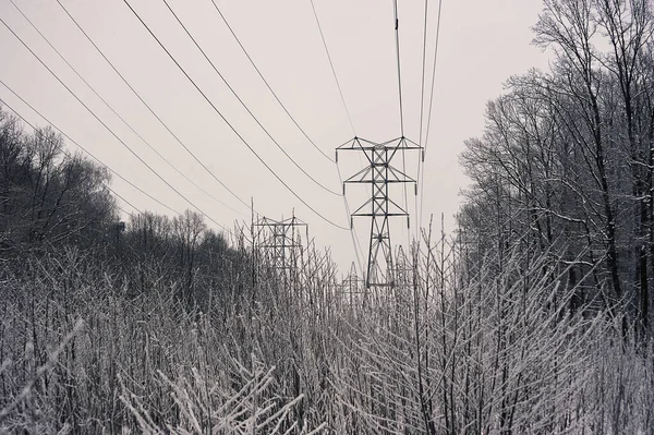 Snow Covered Trees Power Line Nearby Snow Frost — стоковое фото