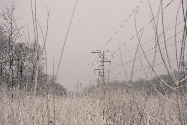 Snow Covered Trees Power Line Nearby Snow Frost — Stockfoto