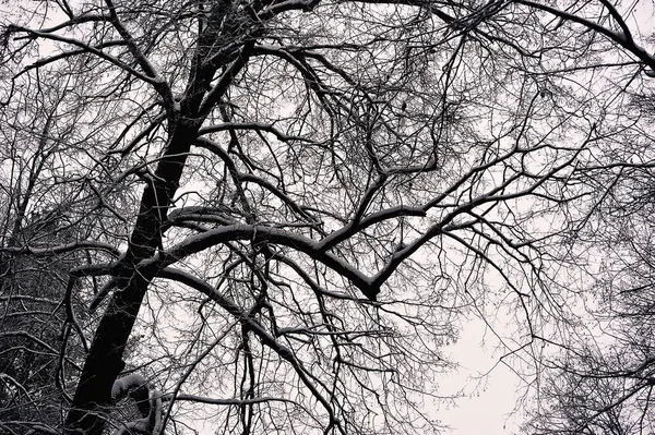 Snow Covered Trees Park Snowfall Snow Frost — Stock fotografie