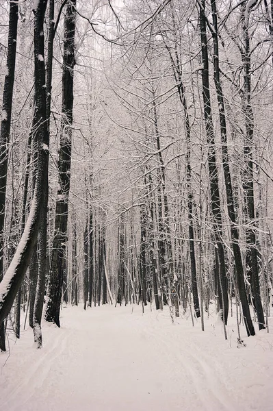 Snow Covered Trees Park Snowfall Snow Frost — Stockfoto