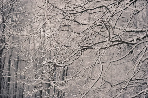 Tree Branches Snowfall Snow Frost — Fotografia de Stock