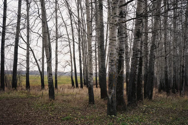 Autumn Trunk Poplars Autumn Landscape — 图库照片