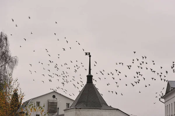 Vladimir Russia November 2021 Flock Pigeons Background Cathedral Bogolyubsky Monastery — Fotografia de Stock