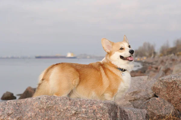 Cute Welsh Corgi Dog Standing Rocks — Stockfoto