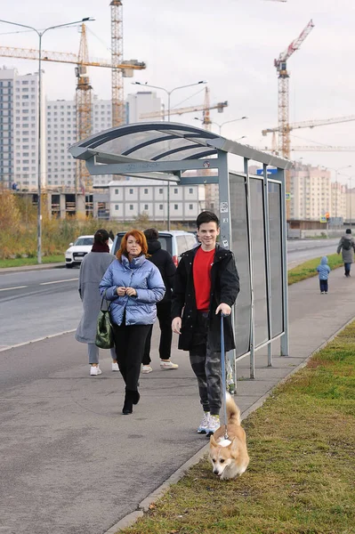 Pet Walk Welsh Corgi Pembroke Redhead Yellow Coloring Boy — Stock Photo, Image