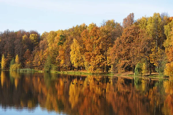 Calm Autumn Park Fallen Leaves Pond Autumn Landscape — Photo