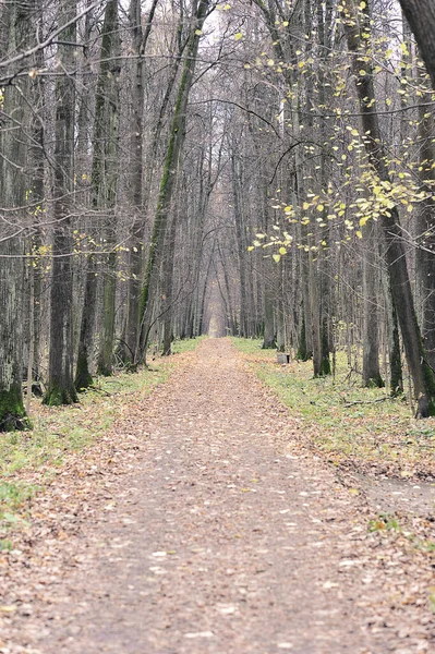 Calm Autumn Park Fallen Leaves Path Way Autumn Landscape — Stock Fotó