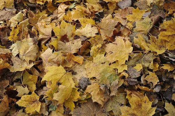 Autumn Fallen Leaves Leaf Fall Background — стоковое фото