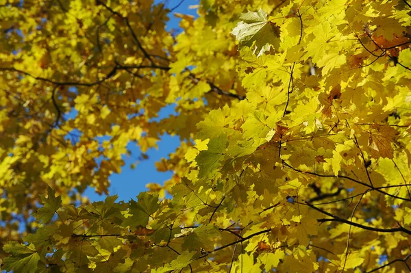 Осінній Пейзаж Дерева Парку Жовтим Листям — стокове фото