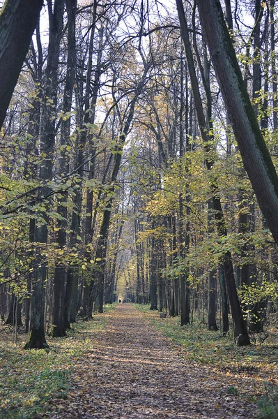 Autumn Landscape Trees Park Yellow Leaves Leaf Fall — Zdjęcie stockowe