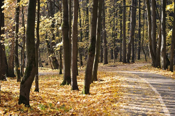 Autumn Landscape Trees Park Yellow Leaves Leaf Fall — Stock Fotó