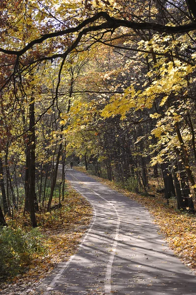 Autumn Landscape Trees Park Yellow Leaves Leaf Fall — Zdjęcie stockowe