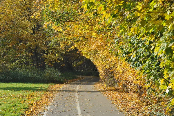 Autumn Landscape Trees Park Yellow Leaves Leaf Fall — Stockfoto