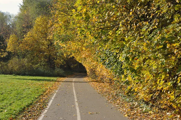 Autumn Landscape Trees Park Yellow Leaves Leaf Fall — Stockfoto