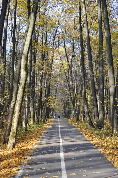 Autumn Landscape Trees Park Yellow Leaves Leaf Fall — 图库照片