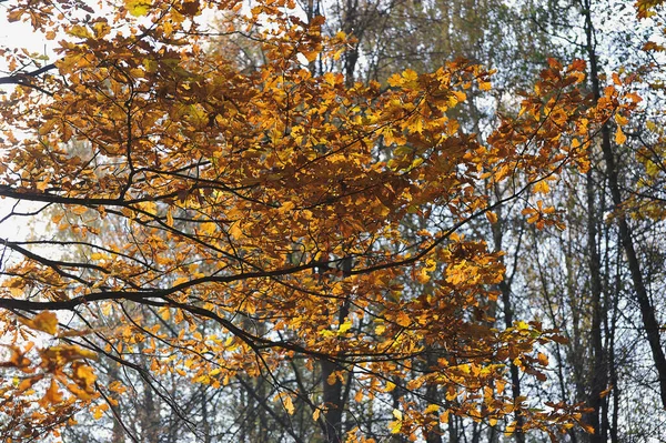 Yellow Oak Leaves Autumn Landscape Oak Branch — Zdjęcie stockowe