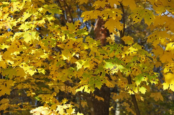 Yellow Maple Leaves Autumn Landscape — Photo