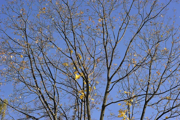 Yellow Trees Fallen Leaves Autumn Time — Foto Stock