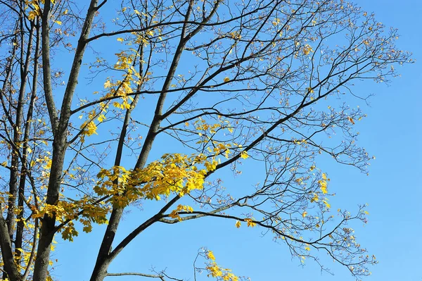 Жовті Дерева Опалим Листям Осінній Час — стокове фото