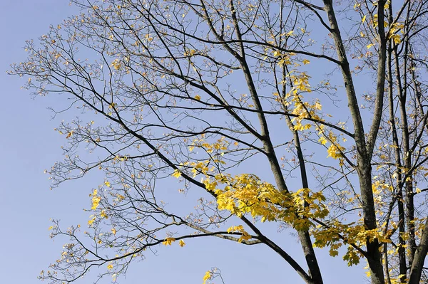 Жовті Дерева Опалим Листям Осінній Час — стокове фото