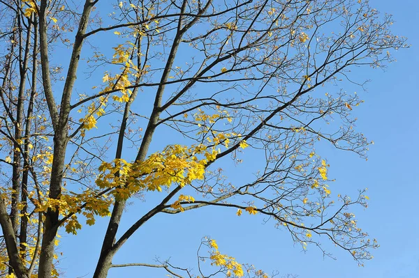 Yellow Trees Fallen Leaves Autumn Time — Stockfoto
