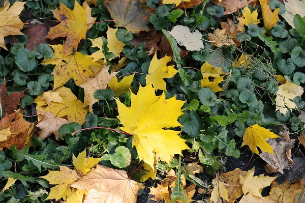 Yellow Fallen Autumn Leaves Grass Autumn Leaf Fall — стоковое фото