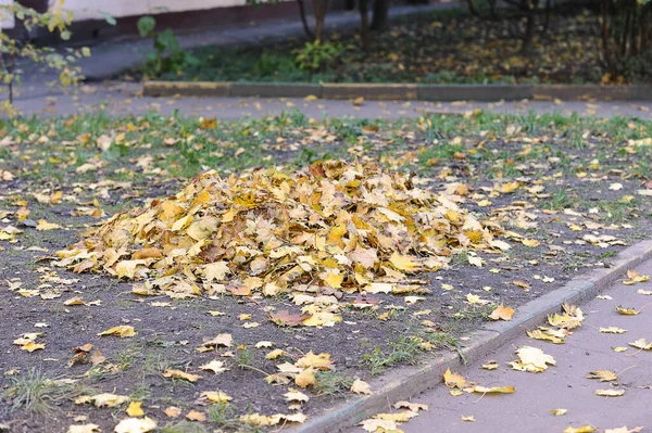Pile Fallen Yellow Leaves Autumn Park — стоковое фото