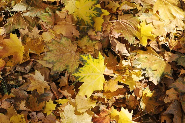 Autumn Landscape Fallen Leaves Park Lie Ground — стоковое фото