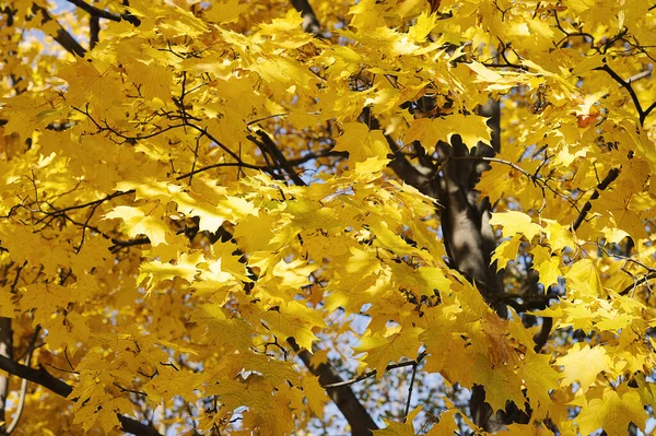Autumn Landscape Yellow Maple Leaves Background — Stock fotografie