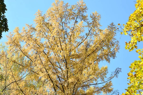 Autumn Landscape Yellow Fir Leaves Blue Sky Background — Stock fotografie