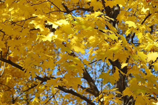 Autumn Forest Sunny Day Maple Tree Leaves — Zdjęcie stockowe