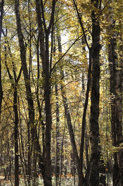 Autumn Forest Sunny Day Fall Time — Stock Fotó