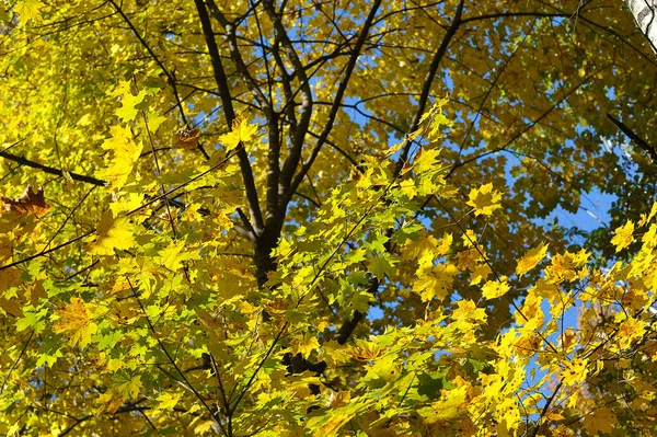 Yellow Maple Leaves Park October Background Autumn Leaves — Stock fotografie