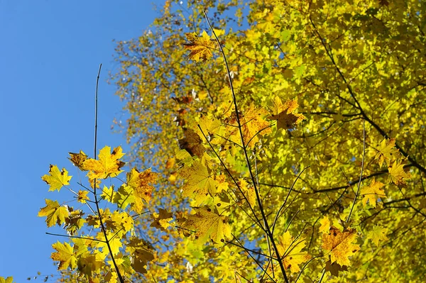 Yellow Maple Leaves Park October Blue Sky — 图库照片