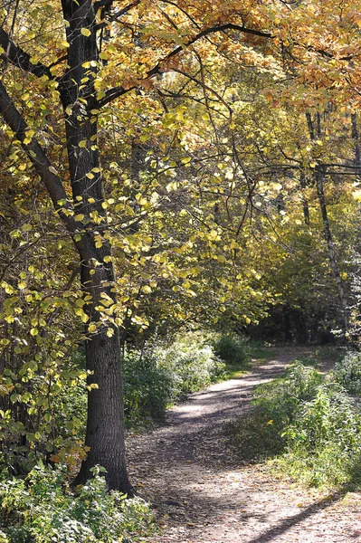 Path Autumn Park Green Yellow Leaves — 图库照片