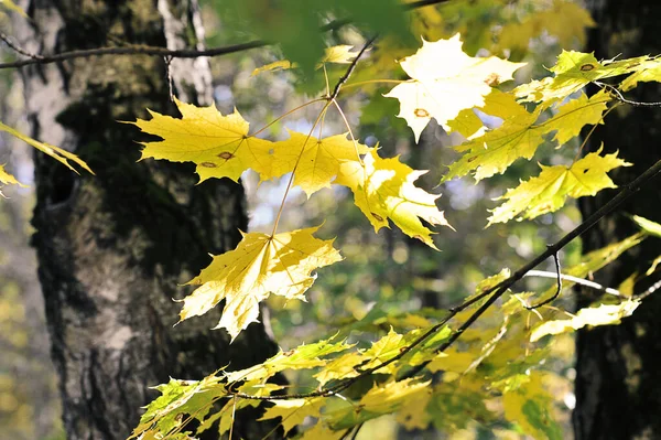 Осінній Парк Кленове Листя Зеленого Жовтого Кольору — стокове фото