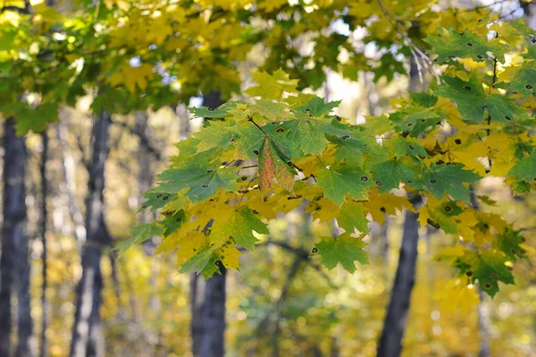 Autumn Park Maple Leaves Green Yellow Color — Photo