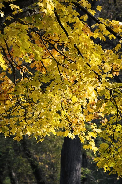 Жовте Кленове Листя Осінньому Парку — стокове фото