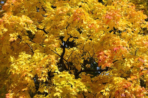 Жовте Осіннє Листя Жовтих Кленових Деревах — стокове фото