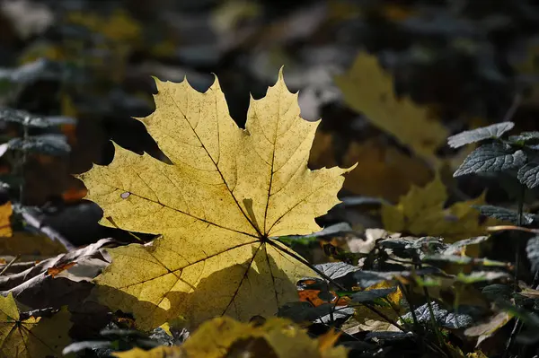 Yellow Maple Autumn Fallen Leaf Autumn Forest — стоковое фото
