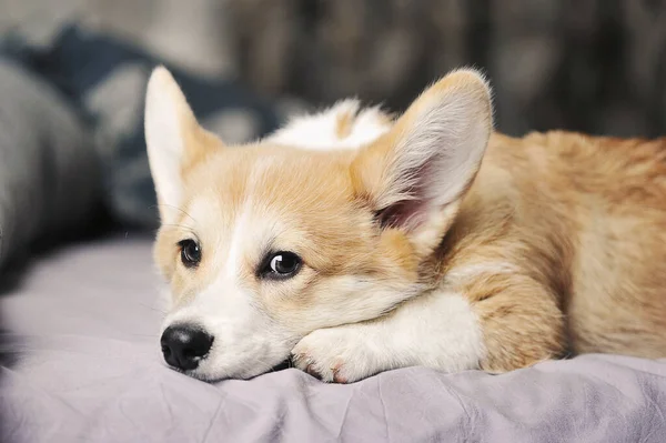 Pembroke Welsh Corgi Puppy Lying Bed Dog Litter — Fotografia de Stock