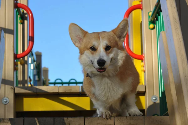 Charming Cheerful Welsh Corgi Pembroke — Zdjęcie stockowe