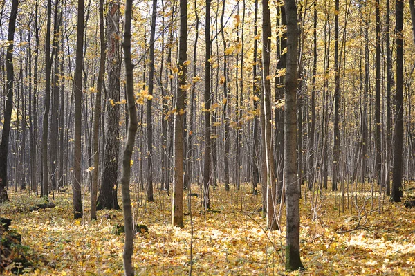 Calm Autumn Park Fallen Leaves Autumn Landscape — Fotografia de Stock