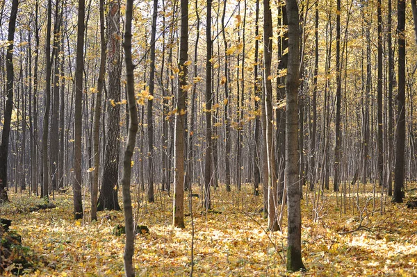 Calm Autumn Park Fallen Leaves Autumn Landscape — 图库照片#