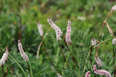 summer meadow - blooming Polygonum viviparum