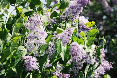 blooming lilac close - up - spring flower background