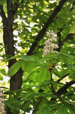 blooming chestnut in the park in the spring